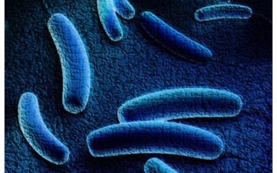 Legionella pneumophila – bakteria niebezpieczna dla człowieka
