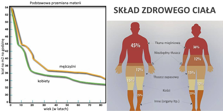 Skład zdrowego ciała