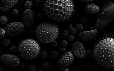 Porady dotyczące jakości powietrza i alergii od Fundacji Allergy UK
